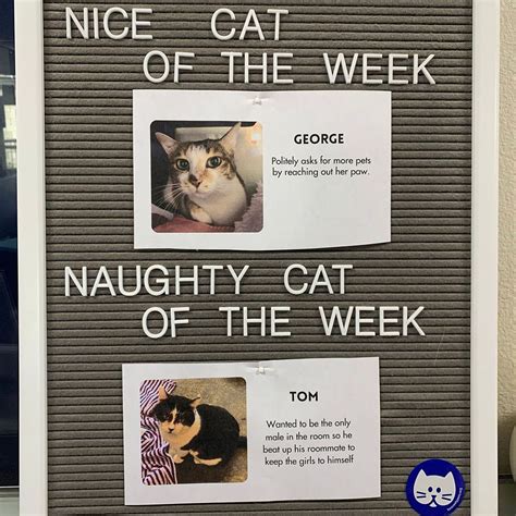 naughty cat of the week